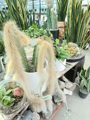 عکس نمایشگاه گل بویان