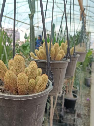 عکس نمایشگاه گل بویان