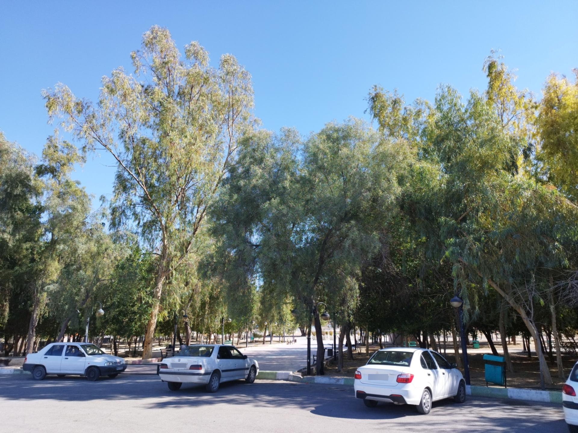 عکس پارک شهر 