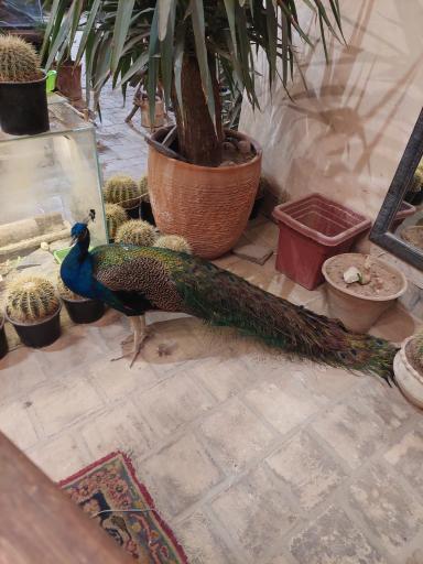 عکس خانه حیوانات لیزارد لند