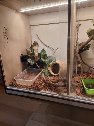 عکس خانه حیوانات لیزارد لند