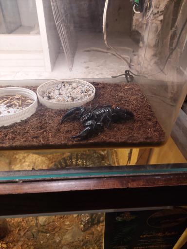 عکس خانه حیوانات لیزارد لند