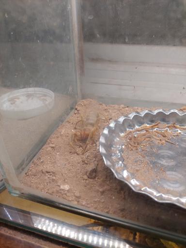 عکس خانه حیوانات لیزارد لند