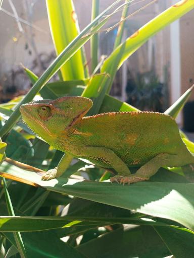 عکس خانه حیوانات لیزارد لند