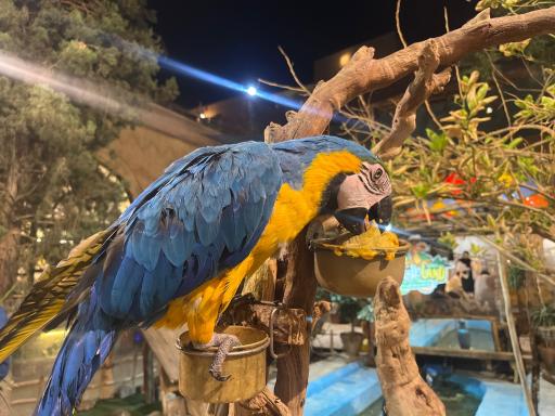 عکس خانه حیوانات لیزارد لند