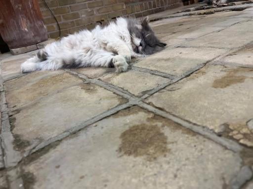 عکس خانه حیوانات لیزارد لند