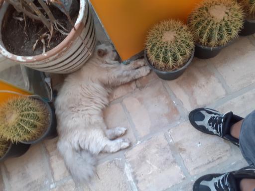 عکس خانه حیوانات لیزارد لند