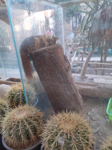 عکس خانه حیوانات لیزارد لند