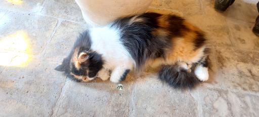 خانه حیوانات لیزارد لند