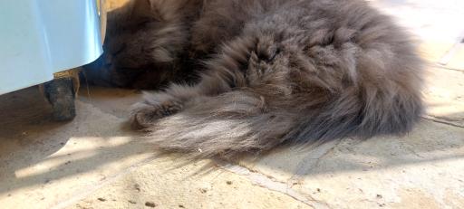 خانه حیوانات لیزارد لند