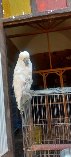 عکس خانه حیوانات لیزارد لند