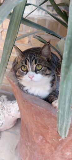 عکس خانه حیوانات لیزارد لند