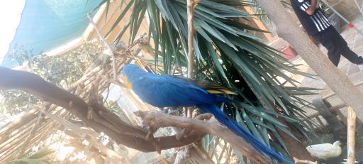 خانه حیوانات لیزارد لند