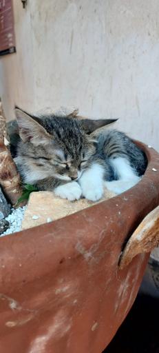 عکس خانه حیوانات لیزارد لند