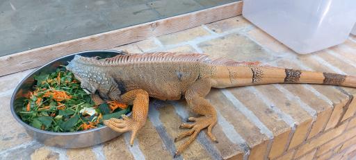 عکس خانه حیوانات لیزارد لند