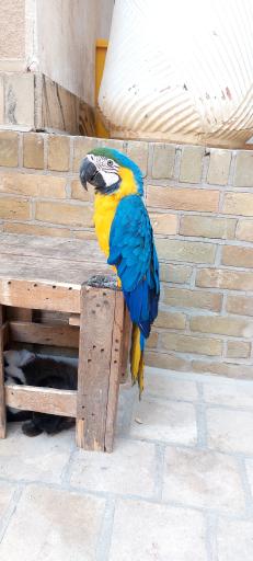 عکس خانه حیوانات لیزارد لند