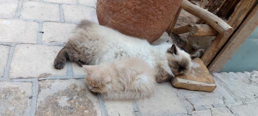 خانه حیوانات لیزارد لند