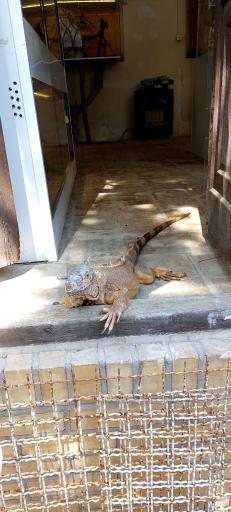 عکس خانه حیوانات لیزارد لند