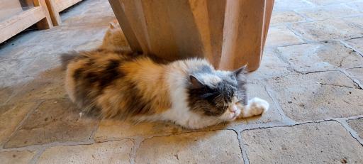 عکس خانه حیوانات لیزارد لند