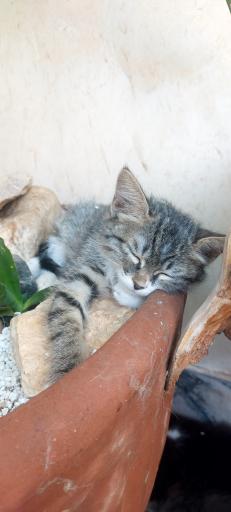 عکس خانه حیوانات لیزارد لند