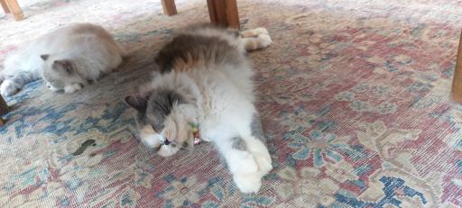 خانه حیوانات لیزارد لند