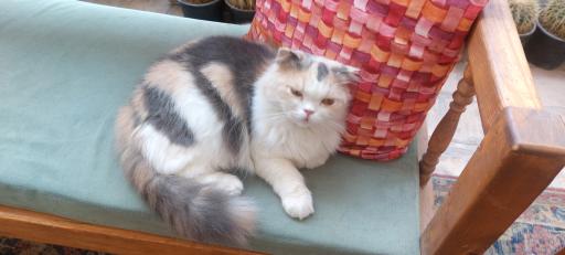 خانه حیوانات لیزارد لند