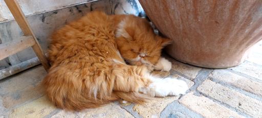 عکس خانه حیوانات لیزارد لند