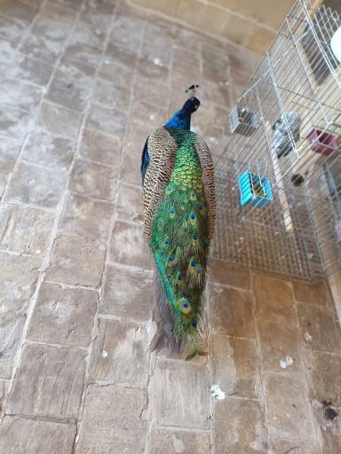 عکس خانه حیوانات لیزارد لند