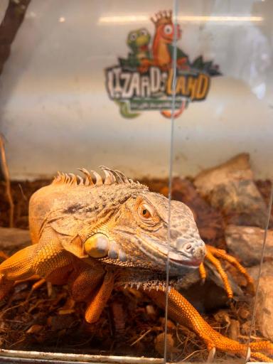 عکس خانه حیوانات لیزارد لند