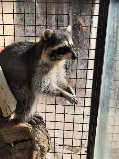 عکس خانه حیوانات لیزارد لند