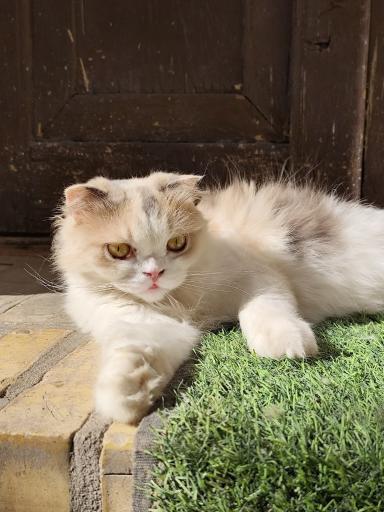 عکس خانه حیوانات لیزارد لند