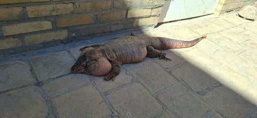 عکس خانه حیوانات لیزارد لند