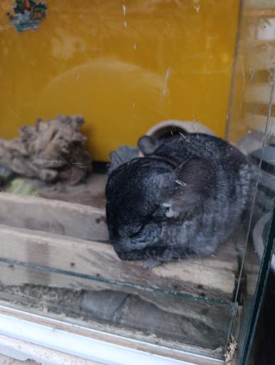 عکس خانه حیوانات لیزارد لند