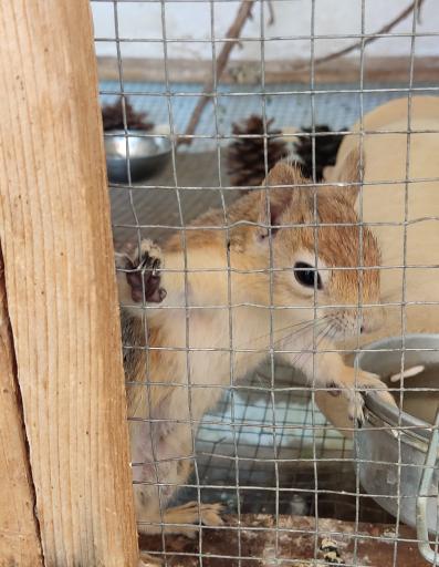 عکس خانه حیوانات لیزارد لند