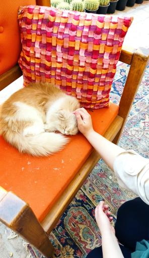 عکس خانه حیوانات لیزارد لند