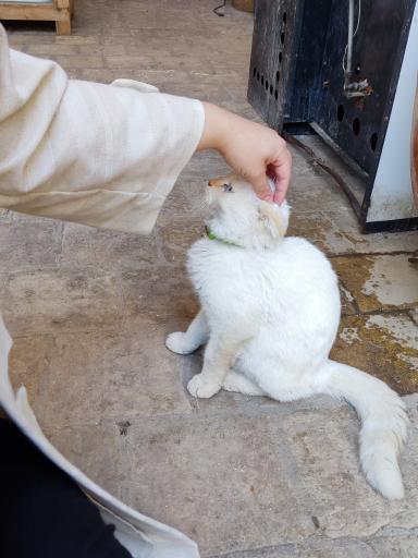 عکس خانه حیوانات لیزارد لند