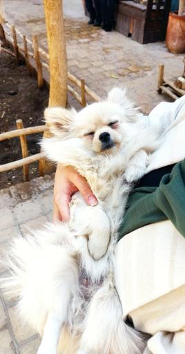 عکس خانه حیوانات لیزارد لند