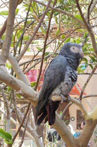 عکس خانه حیوانات لیزارد لند