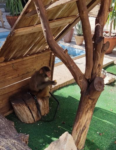 عکس خانه حیوانات لیزارد لند