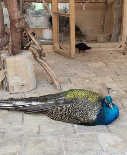 عکس خانه حیوانات لیزارد لند