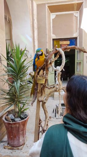 عکس خانه حیوانات لیزارد لند