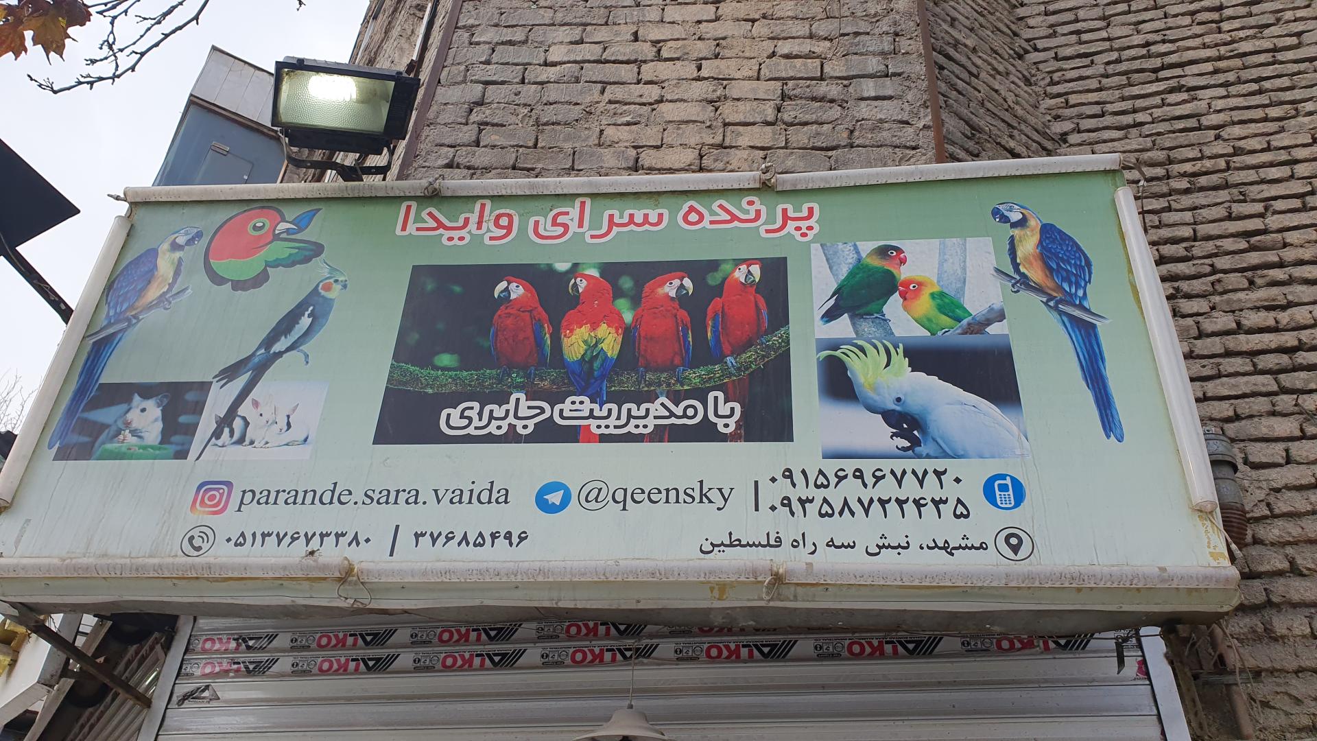 عکس پرنده سرای وایدا