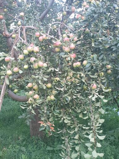 گلخانه کشت و صنعت مهر زنوز