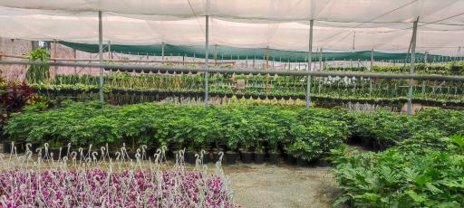 عکس گلخانه سپیدار