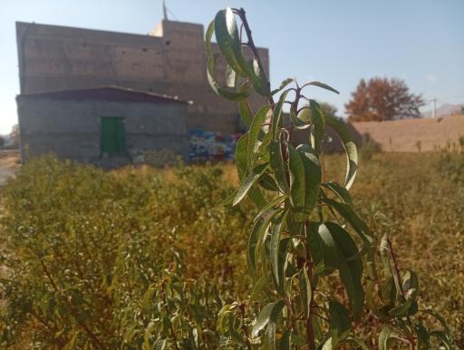 عکس بادرام تجارت توکان