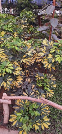 عکس رستوران استوایی اسپیناس