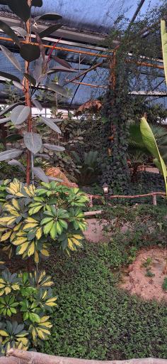 عکس رستوران استوایی اسپیناس