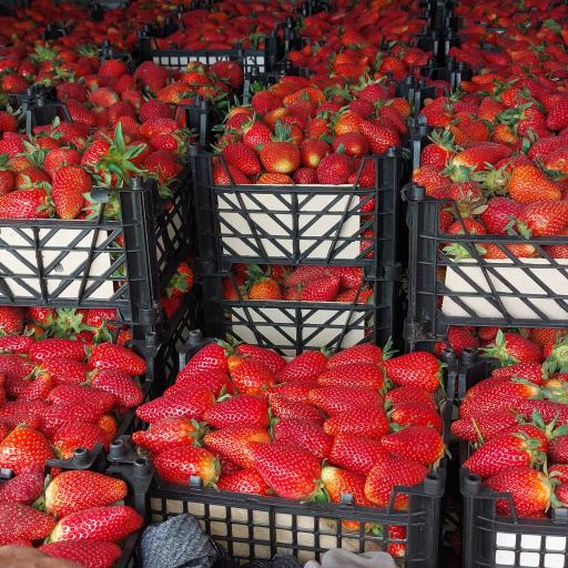 عکس خریدوفروش محصولات کشاورزی هیرمند