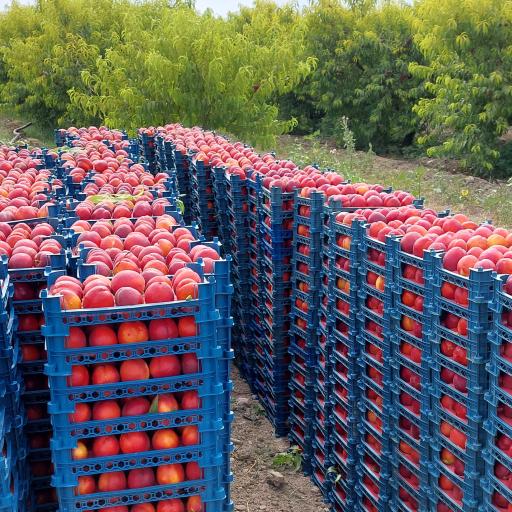 عکس خریدوفروش محصولات کشاورزی هیرمند