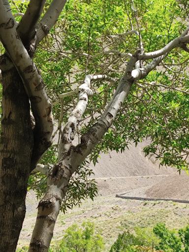 عکس تفرجگاه چپقلی